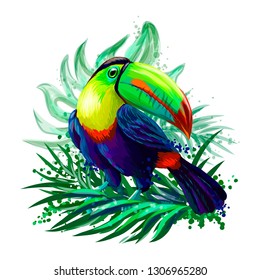 bright tropical bird toucan sits in foliage