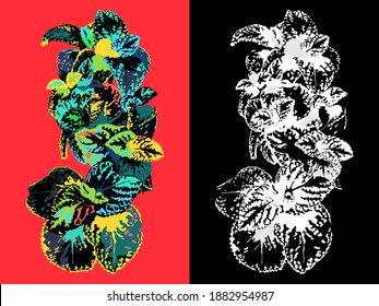 Bright tropical Coleus plant in 2 color theme fun - colorful and black and white, isolated summer colorful foliage for card print design template, flat style