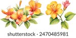 	
Bright tropical flowers isolated on white background. Botanical painting, watercolor illustrations yellow flowers branch