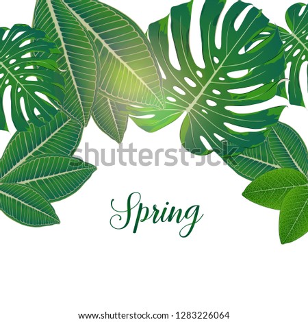 Bright tropical pattern with green leaves of plumeria and monstera. Floral summer frame frame, invitation, flyer.