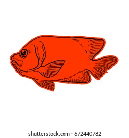 Bright tropical sea fish - vector hand drawing isolated linear illustration in sketch style