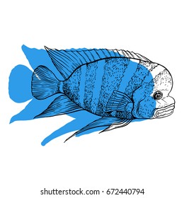 Bright tropical sea fish - vector hand drawing isolated linear illustration in sketch style