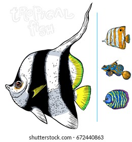 Bright tropical sea fish - vector hand drawing isolated linear illustration in sketch style