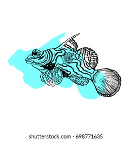 Bright tropical sea fish - vector hand drawing isolated linear illustration in sketch style
