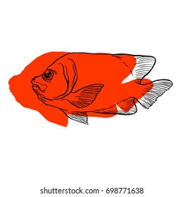 Bright tropical sea fish - vector hand drawing isolated linear illustration in sketch style