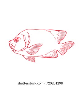 Bright tropical sea fish - vector hand drawing isolated linear illustration in sketch style