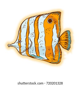 Bright tropical sea fish - vector hand drawing isolated linear illustration in sketch style