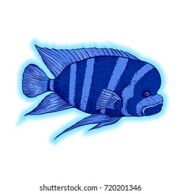 Bright tropical sea fish - vector hand drawing isolated linear illustration in sketch style