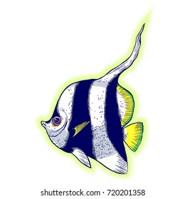 Bright tropical sea fish - vector hand drawing isolated linear illustration in sketch style