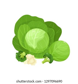 Bright vector collection of colorful broccoli. Fresh cartoon different vegetable isolated on white background used for magazine, book, poster, card, menu cover, web pages.