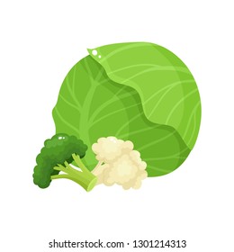 Bright vector collection of colorful broccoli, culiflower and cabbage. Fresh cartoon different vegetable isolated on white background used for magazine, book, poster, card, menu cover, web pages.