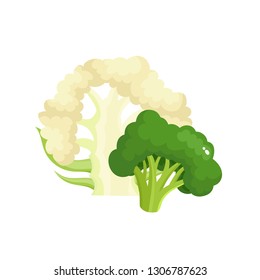 Bright vector collection of colorful broccoli, culiflower. Fresh cartoon different vegetable isolated on white background used for magazine, book, poster, card, menu cover, web pages.