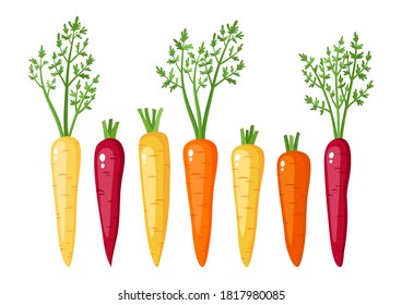 Bright vector collection of colorful carrots - yellow, orange, purple, isolated on white. Fresh cartoon vegetable isolated on white background used for magazine, book, poster, card, menu cover