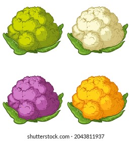 Bright vector collection of colorful cauliflower. Fresh cartoon cauliflower, isolated on white background.