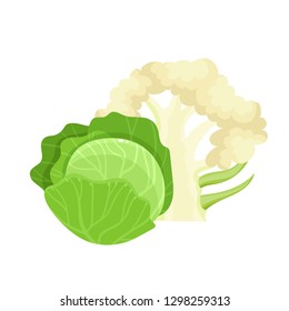 Bright vector collection of colorful culiflower and cabbage. Fresh cartoon different vegetable isolated on white background used for magazine, book, poster, card, menu cover, web pages.