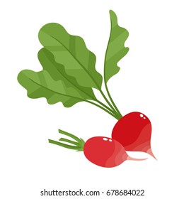 Bright vector collection of colorful half and whole of radish. Fresh cartoon different vegetable isolated on white background used for magazine, book, poster, card, menu cover, web pages.