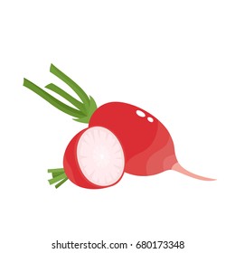 Bright vector collection of colorful half and whole of radish. Fresh cartoon different vegetable isolated on white background used for magazine, book, poster, card, menu cover, web pages.