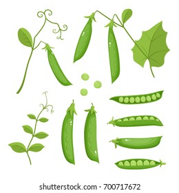 Bright vector collection of colorful peas. Fresh cartoon organic vegetable isolated on white background used for magazine, book, poster, card, menu cover, web pages.