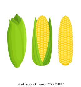 Bright vector collection of colorful yellow corn. Fresh cartoon organic vegetable isolated on white background used for magazine, book, poster, card, menu cover, web pages.