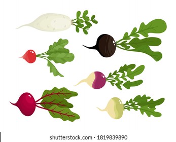 Bright vector collection of vegetable roots isolated on white. Fresh cartoon beetroot, radish, rutabaga, daikon, black radish used for magazine, book, poster, card, menu cover, web pages.