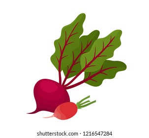 Bright vector illustration of colorful beetroot, radish. Cartoon organic vegetable isolated on white background used for magazine, book, poster, card, menu cover, web pages.