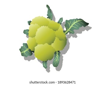 Bright vector illustration of colorful broccoli vegetables with leaves - farm product for restaurant menu, market- on a white background top view used for magazine, book, poster, card, menu cover