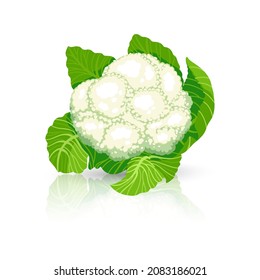 Bright vector illustration of colorful cabbage. Fresh cartoon organic vegetable isolated on white background used for magazine, book, poster, card, menu cover, web pages.