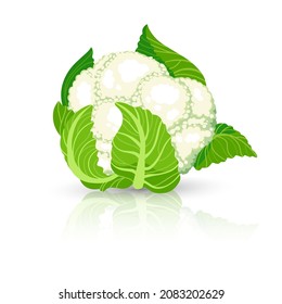 Bright vector illustration of colorful cabbage. Fresh cartoon organic vegetable isolated on white background used for magazine, book, poster, card, menu cover, web pages.