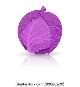 Bright vector illustration of colorful cabbage. Fresh cartoon organic vegetable isolated on white background used for magazine, book, poster, card, menu cover, web pages.