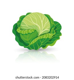 Bright vector illustration of colorful cabbage. Fresh cartoon organic vegetable isolated on white background used for magazine, book, poster, card, menu cover, web pages.