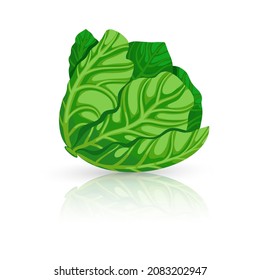 Bright vector illustration of colorful cabbage. Fresh cartoon organic vegetable isolated on white background used for magazine, book, poster, card, menu cover, web pages.