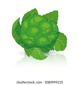Bright vector illustration of colorful cabbage. Fresh cartoon organic vegetable isolated on white background used for magazine, book, poster, card, menu cover, web pages.