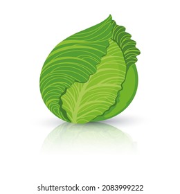 Bright vector illustration of colorful cabbage. Fresh cartoon organic vegetable isolated on white background used for magazine, book, poster, card, menu cover, web pages.