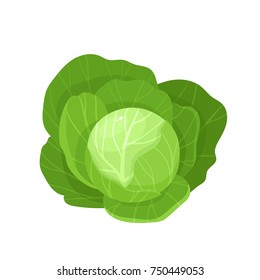 Bright vector illustration of colorful cabbage. Fresh cartoon organic vegetable isolated on white background used for magazine, book, poster, card, menu cover, web pages.