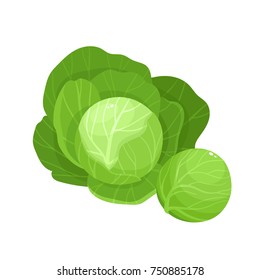 Bright vector illustration of colorful cabbage. Fresh cartoon organic vegetable isolated on white background used for magazine, book, poster, card, menu cover, web pages.