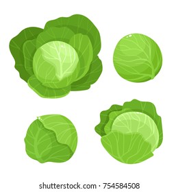 Bright vector illustration of colorful cabbage. Fresh cartoon organic vegetable isolated on white background used for magazine, book, poster, card, menu cover, web pages.