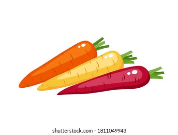 Bright vector illustration of colorful carrots - yellow, orange, purple, isolated on white. Fresh cartoon vegetable isolated on white background used for magazine, book, poster, card, menu cover,