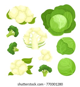 Bright vector illustration of colorful cauliflower, cabbage, broccoli. Fresh cartoon organic vegetable isolated on white background used for magazine, book, poster, card, menu cover, web pages.