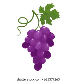 Bright vector illustration of colorful half, slice and whole of juice grapes. Fresh cartoon berry isolated on white background.