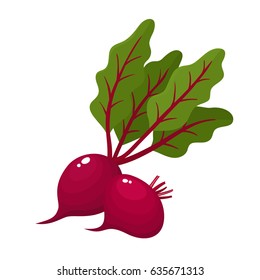 Bright vector illustration of colorful half, slice and whole of beets. Fresh cartoon vegetable isolated on white background. Illustration used for magazine, book, poster, card, menu cover, web pages.