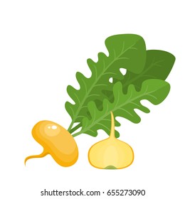 Bright vector illustration of colorful half and whole of turnips. Fresh cartoon different vegetable isolated on white background used for magazine, book, poster, card, menu cover, web pages.