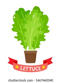 Bright vector illustration of colorful lettuce. Cartoon organic vegetable in pot with ribbon isolated on white background used for magazine, book, poster, card, menu cover, web pages.