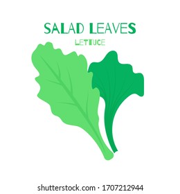 Bright vector illustration of colorful lettuce salad leaves. Flat style organic vegetable isolated on white background used for magazine, book, poster, card, menu cover, web pages.