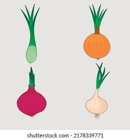Bright vector illustration of colorful onion, garlic. Organic vegetables isolated on white background used for magazine, book, poster, card, cover menu, web pages.