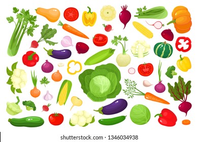 Bright vector illustration of colorful vegetables. Fresh cartoon organic vegetable isolated on white background used for magazine, book, poster, card, menu cover, web pages.