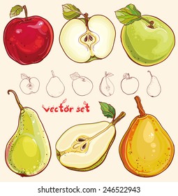 Bright vector illustration of fresh apples and pears. Single apple and pear, part of apple and pear, isolated, colored and outline drawing of fruits. Vector set with fresh apples and pears. eps 10