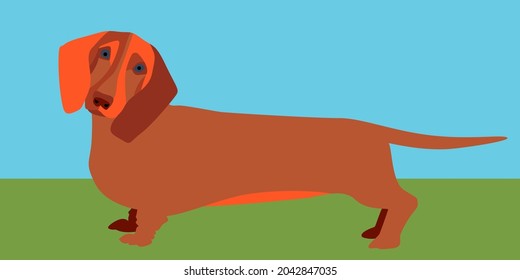 a bright vector illustration with the image of a dachshund.