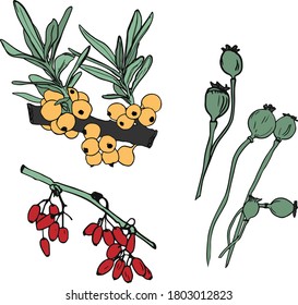 
Bright vector illustration of set poppies, sea buckthorn, barberry. For printing logos, stickers, menus, blank for designers, eco