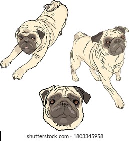Bright vector illustration of a set of pugs. For printing logos, stickers, clothes, blank for designers.