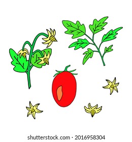 Ilustración vectorial brillante con tomates e inflorescencias de tomate sobre un fondo blanco.